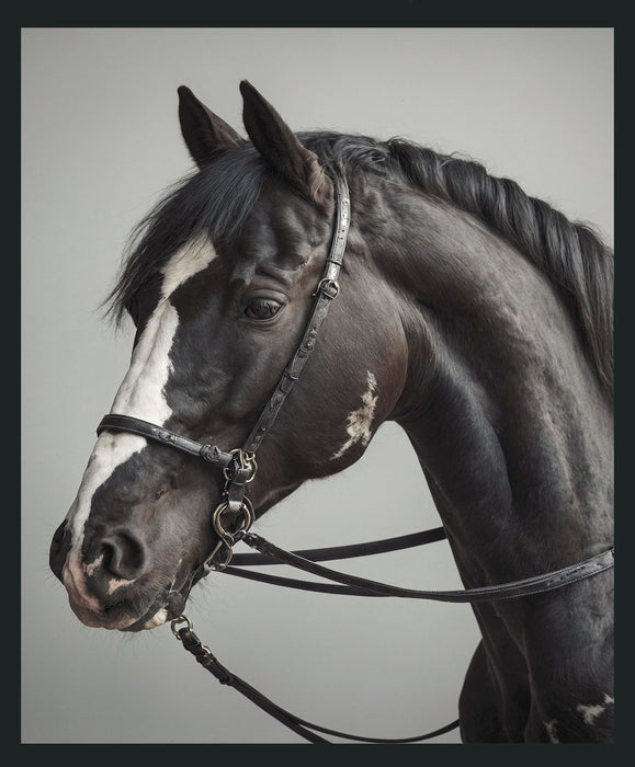 Horse - 48" x 72" Photography - Dark Gray