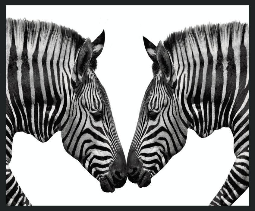 Zebras - 48" x 72" Photography - Black / White