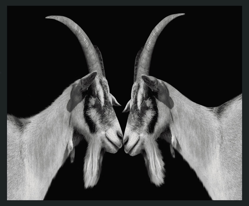 Goat - 48" x 72" Photography - Black