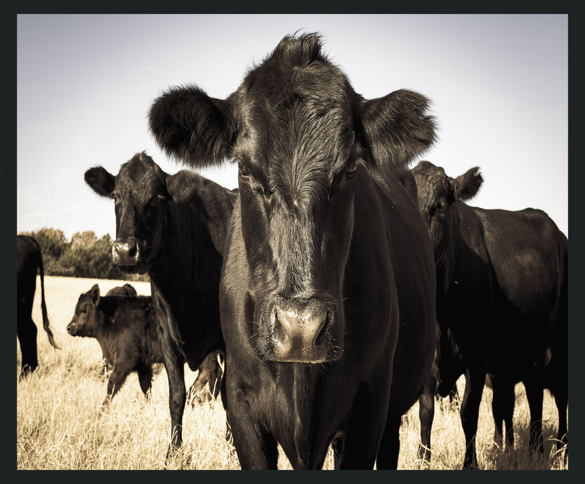 Cow - 48" x 72" Photography - Black / Light Blue