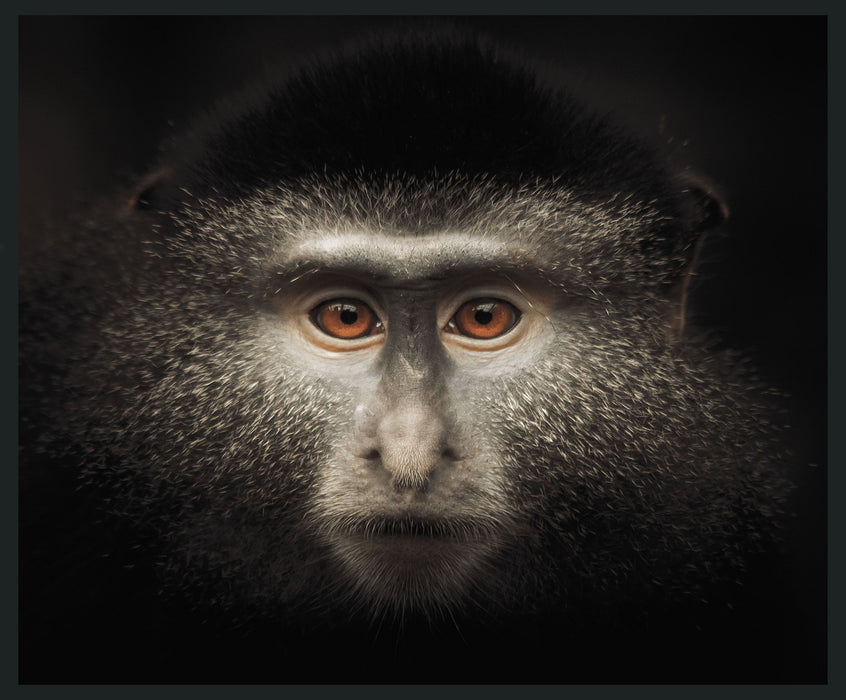 Monkey - 48" x 72" Photography - Black